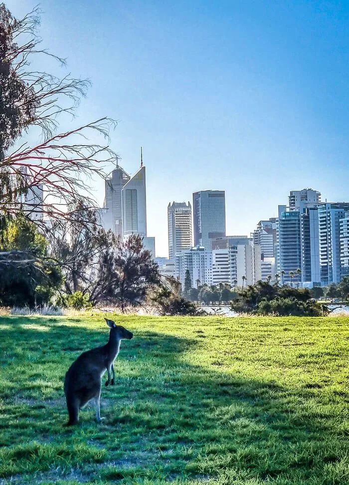 kangaroo city CBD Perth skyline australia