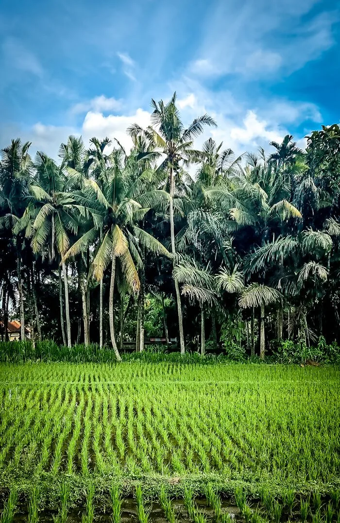 munduk rice terraces north bali