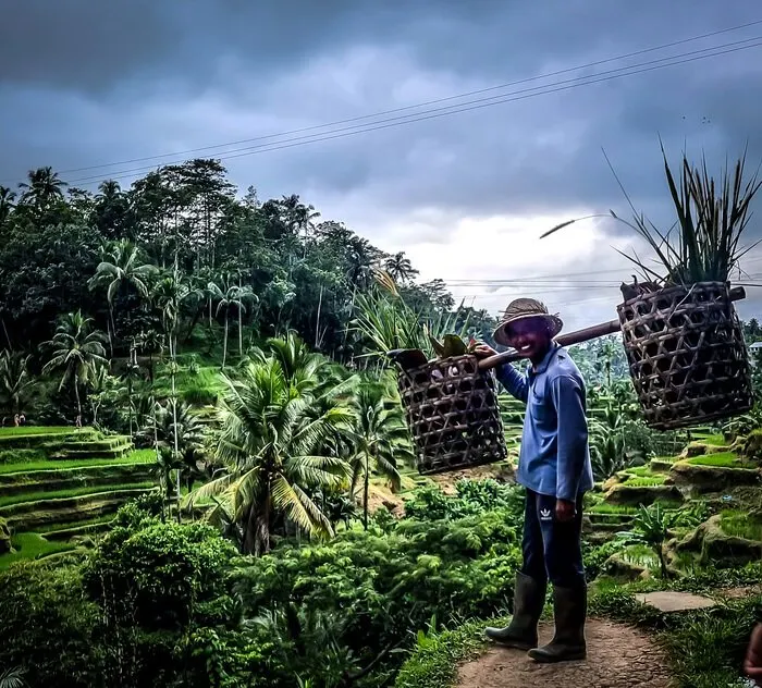 tegalalang cekik rice terraces ubud bali instagrammable