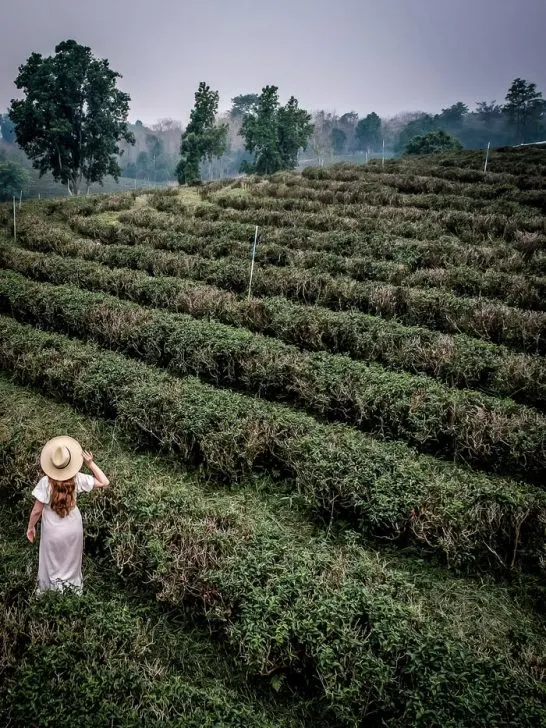 chuoi fong tea plantation chiang rai