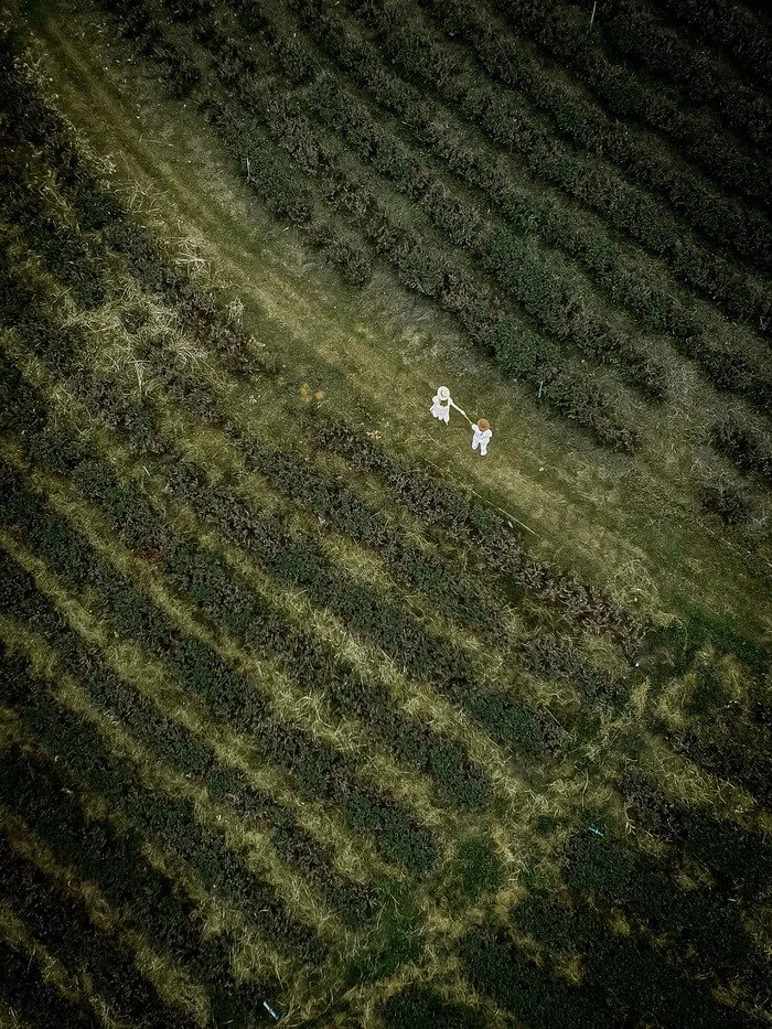 chuoi fong tea plantation chiang rai
