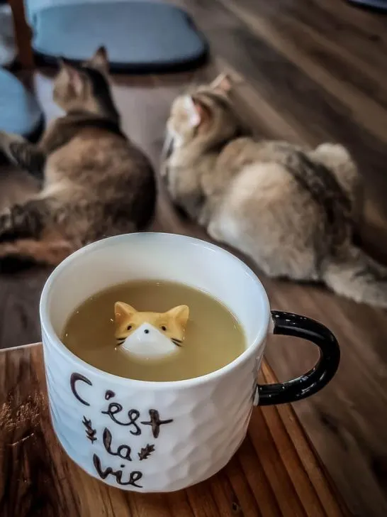 cat 'n' a cup cafe chiang rai