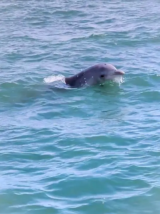 dolphin eco cruise best thing to do in bunbury with kids